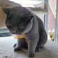 Colorful Springs Cat Toys